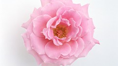 Flowers roses pink flowers pink roses