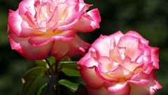 Flowers roses pink flowers variegated pink roses