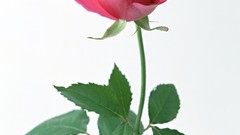 Flowers roses pink roses