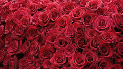 Flowers roses red rose