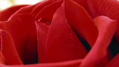 Flowers roses red rose red flowers