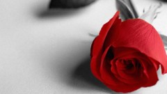 Flowers roses red rose red flowers