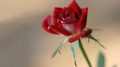 Flowers roses red rose red flowers