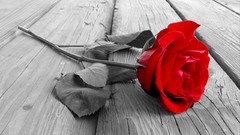 Flowers roses red rose red flowers