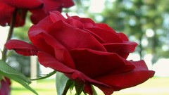 Flowers roses red rose red flowers