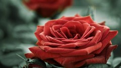 Flowers roses red rose red flowers