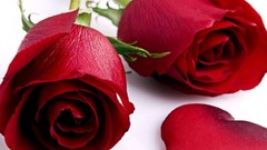 Flowers roses red rose red flowers