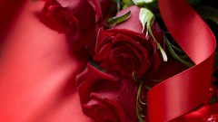 Flowers roses red roses