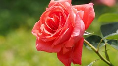 Flowers roses red roses