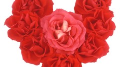 Flowers roses white background Hearts red rose