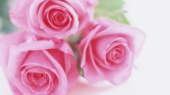 Flowers roses white background pink flowers pink roses
