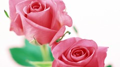 Flowers roses white background pink flowers pink roses