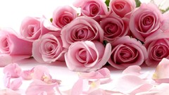 Flowers roses white background pink flowers pink roses