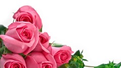 Flowers roses white background pink flowers pink roses