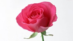 Flowers roses white background pink flowers pink roses