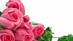 Flowers roses white background pink flowers pink roses
