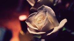 Flowers roses white roses