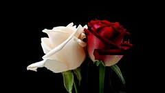 Flowers roses white roses red rose
