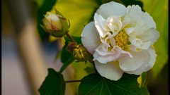 Flowers roses white roses white flowers