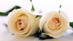 Flowers roses white roses Yellow Rose
