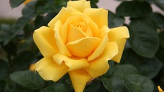 Flowers roses yellow flowers Yellow Rose