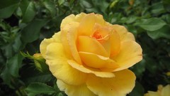 Flowers roses yellow flowers Yellow Rose