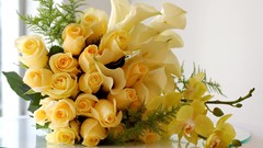 Flowers roses Yellow Rose