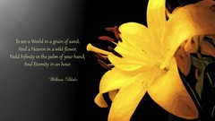 Flowers sand grain black background poem poetry yellow flowers