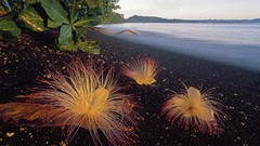 Flowers Sea Indonesia Beaches black sand