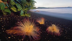 Flowers Sea nature Indonesia