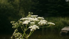 Flowers Sea nature yellow blue Green violets skies
