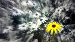 Flowers selective coloring color