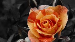 Flowers selective coloring orange