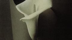 Flowers sepia Lilies