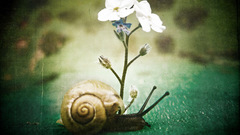 Flowers snails molluscs