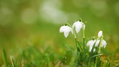 Flowers snowdrops