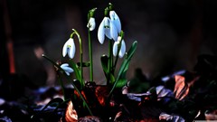 Flowers snowdrops