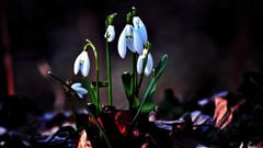 Flowers snowdrops white flowers fallen leaves