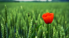 Flowers spikelets red flowers