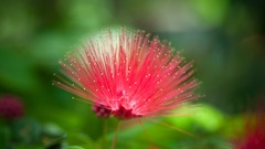 Flowers spikes pink Calliandra