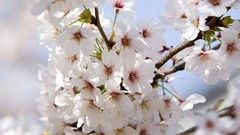 Flowers spring branches white