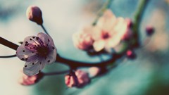 Flowers spring macro FILSRU