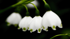 Flowers spring macro lily