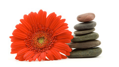 Flowers stones pebbles white