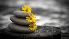 Flowers stones Zen pebbles