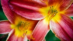 Flowers summer pollen Smashing magazine