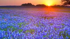 Flowers sun country meadows Texas blue flowers Bluebonnet