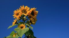 Flowers Sunflowers