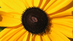 Flowers Sunflowers yellow flowers