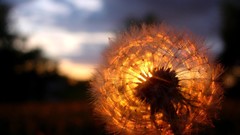 Flowers sunlight dandelions